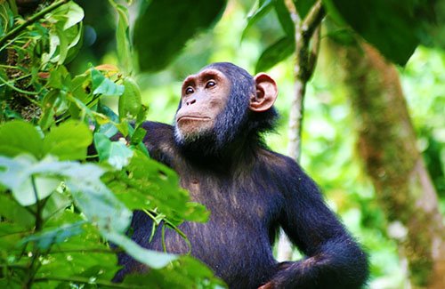 what to see on a uganda safari