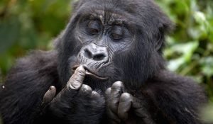 gorilla trekking in Uganda