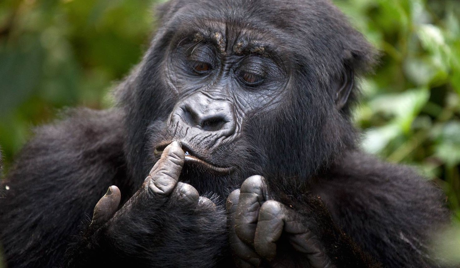 gorilla trekking in Uganda