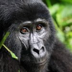 best time for gorilla trekking in uganda Safe gorilla trekking in Uganda with Lena Tours