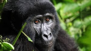 Safe gorilla trekking in Uganda with Lena Tours