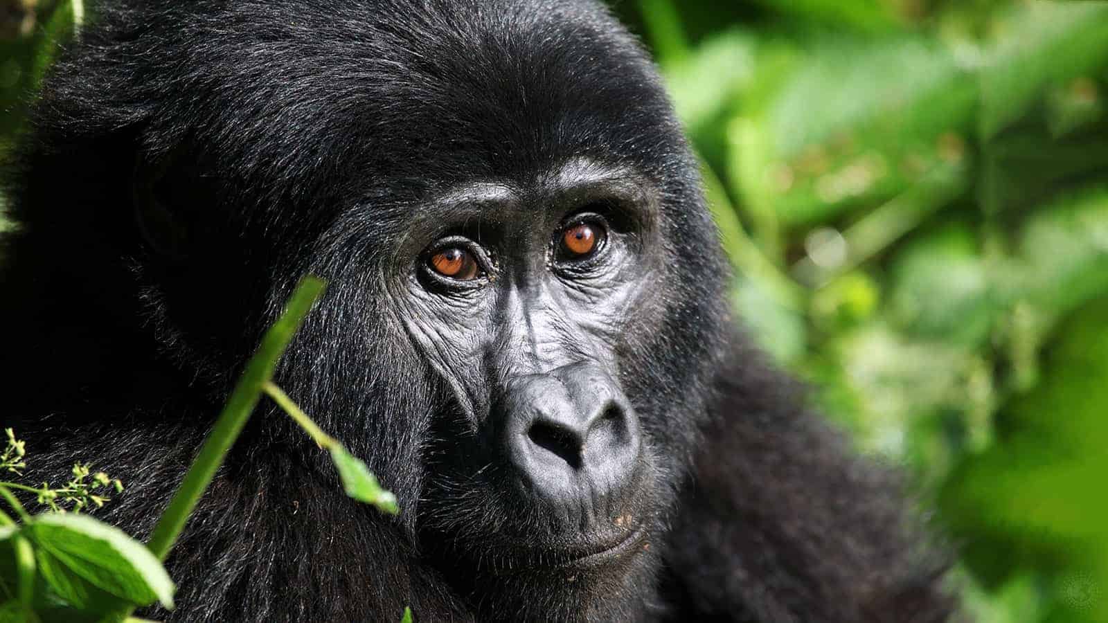 best time for gorilla trekking in uganda Safe gorilla trekking in Uganda with Lena Tours