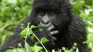 Safe gorilla trekking in Uganda with Lena Tours