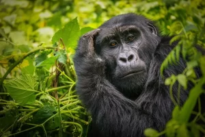 Mountain gorilla in Uganda during a gorilla trekking safari from Italy.