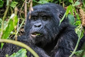 Gorilla trekking in bwindi
