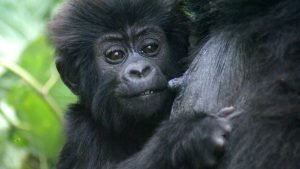 Gorilla trekking