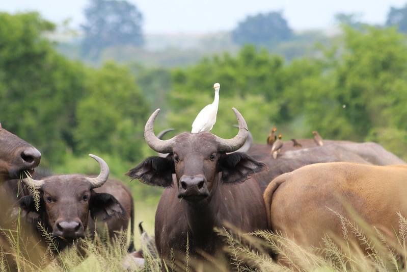 12 days wildlife and tanzania safari