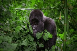 Tourists trekking through Bwindi Forest to see Mountain gorillas in Uganda