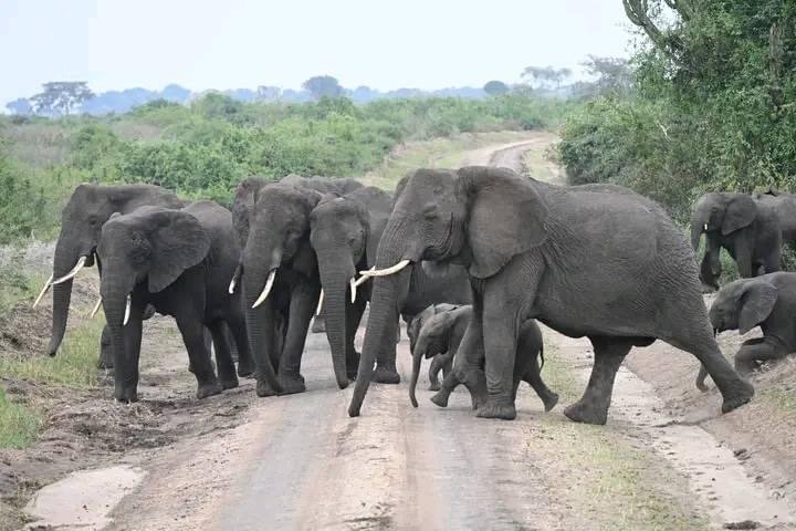 5 Days Rwanda Wildlife Safari