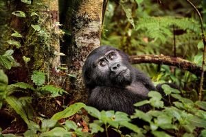 Mountain gorilla during Gorilla Festival in Uganda 2026 in Bwindi Impenetrable National Park