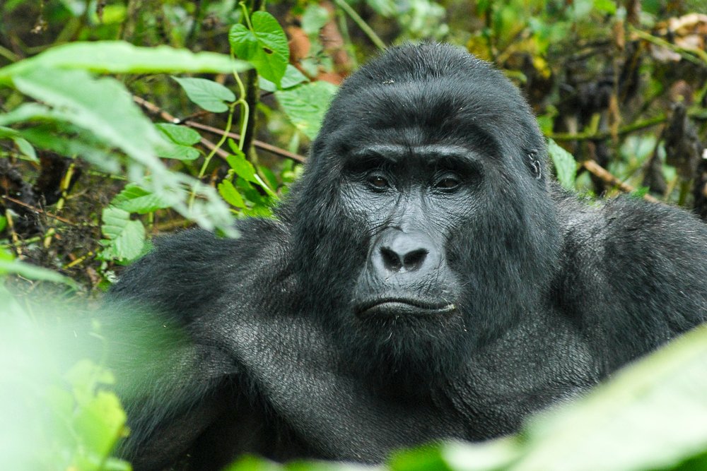 gorilla trekking in uganda