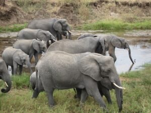 elephants , safari with lena tours
