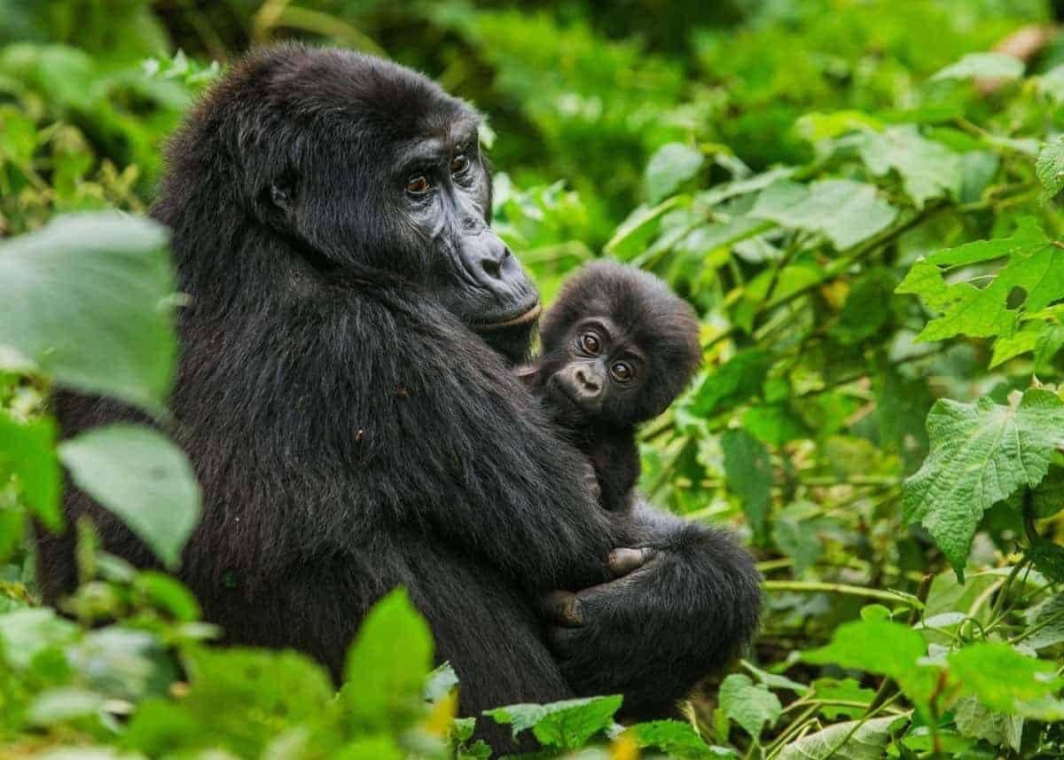 gorilla trekking in bwindi national park rwanda