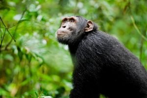 chimpazee trekking