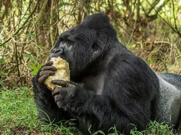 Gorilla family