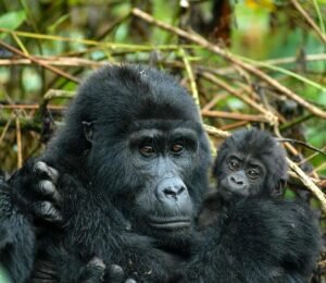 Best time to see gorillas in Bwindi Impenetrable National Park Uganda