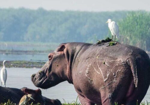 3-Days-Wildlife-Encounter-Murchison-Falls-NP-768x800