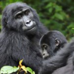 Gorilla Festival