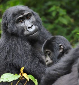 Gorilla trekking
