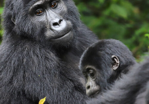10-days-uganda-safari-gorillas-chimpanzees-wildlife-adventure