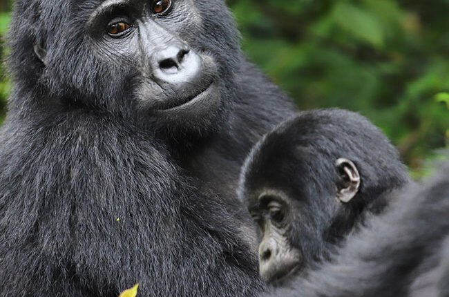 Gorilla trekking