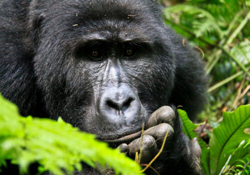 How-to-travel-from-Kigali-to-Bwindi-for-gorilla-trekking