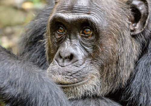 chimpanzee-trekking-safaris-in-Uganda