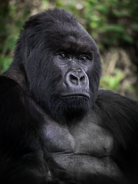 mountain gorilla during gorilla trekking in Uganda