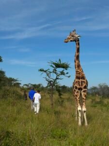 wildlife safari