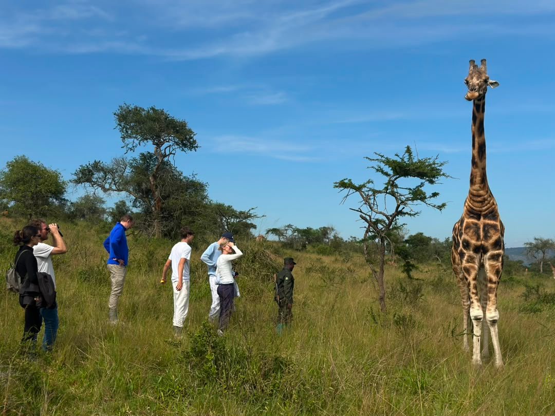 Christmas holidays in Uganda luxury safari lodge
