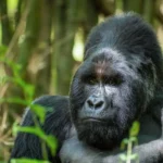 mountain gorilla