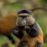 golden monkeys in mgahinga