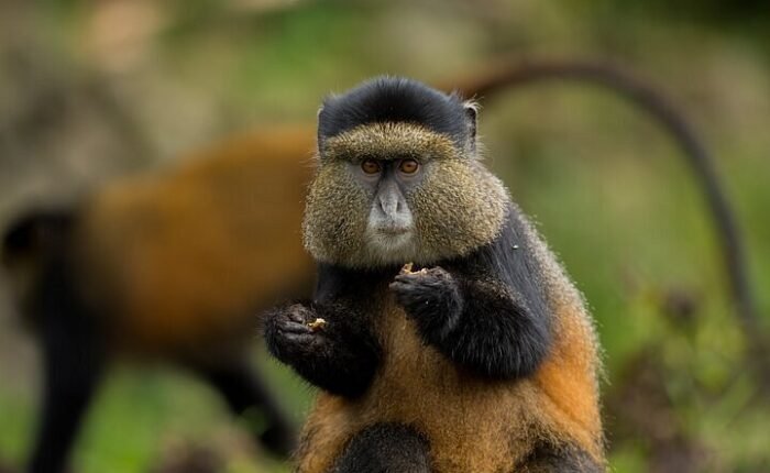 golden monkeys in mgahinga