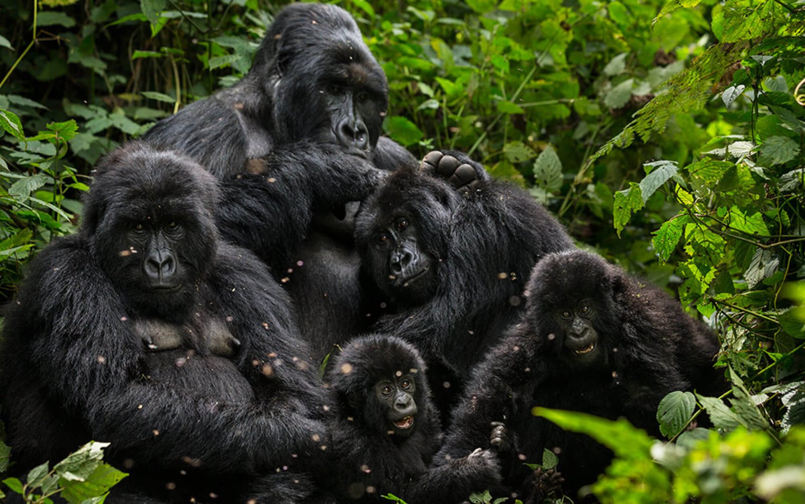 Gorilla trekking