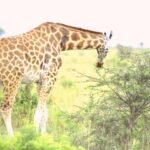 how much money does a safari cost