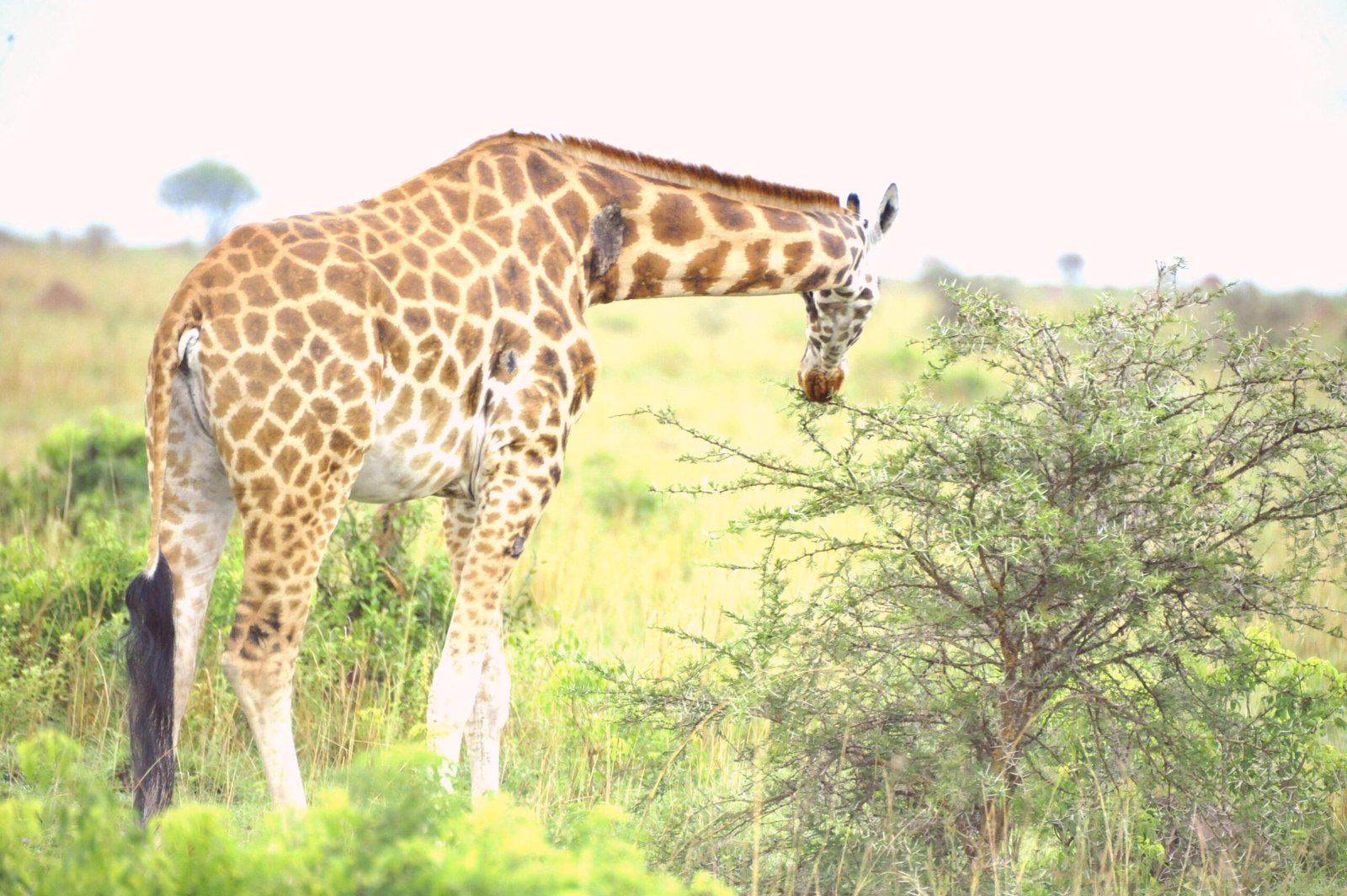 what to pack for a safari in uganda