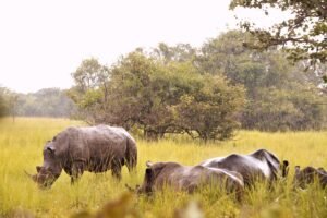 cost of a safari in uganda