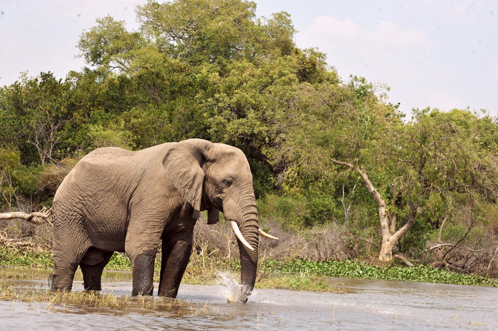 When Is the Best Time to Visit Uganda?