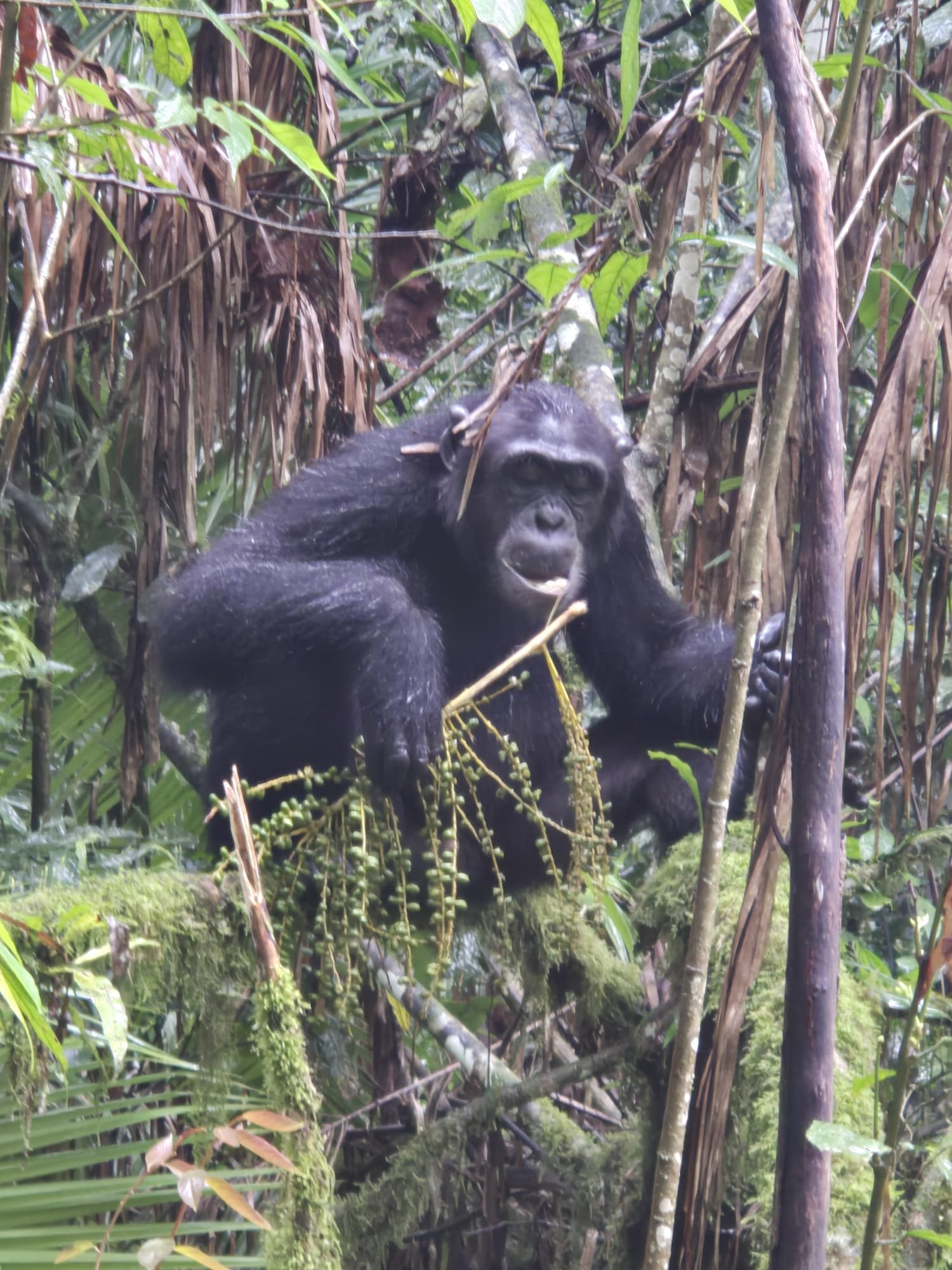 Chimpazee Tracking in kibale national park