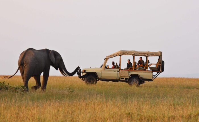 safari experience in kenya