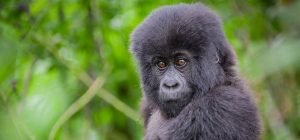 gorilla trekking